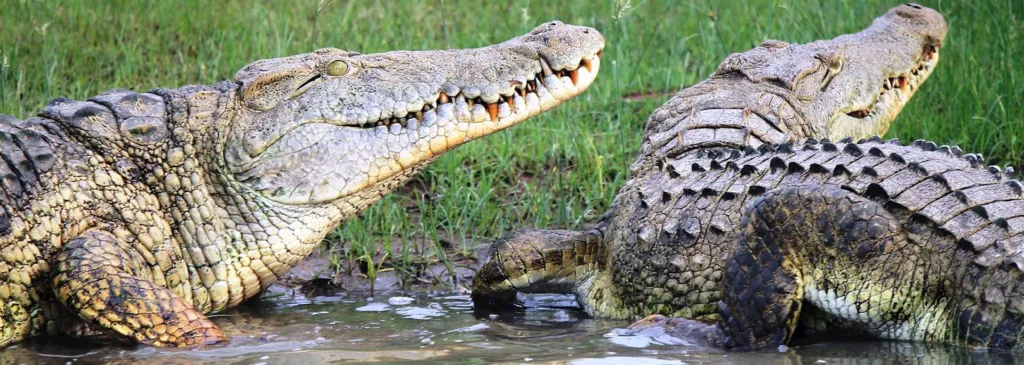 Crocodiles_in_the_Selous_Game_Reserve_530504